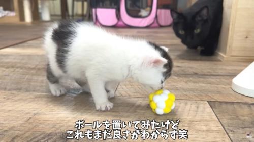 テロップ「ボールを置いてみたけど～」