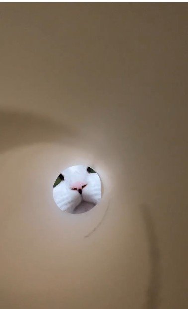 キッチンペーパーの芯の向こうにいる猫
