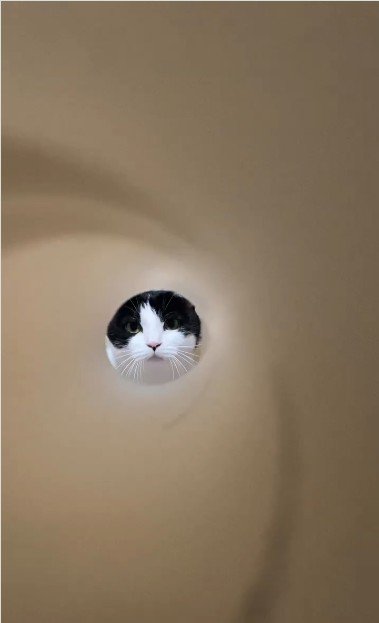 キッチンペーパーの芯の向こうにいる猫