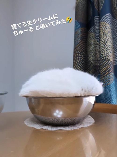 ボウルの中の白い塊