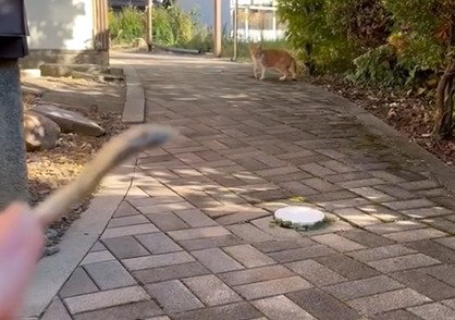 にぼしを見つめる子猫