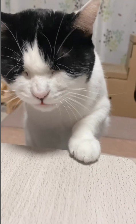 おやつを食べている猫