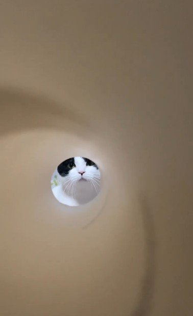 キッチンペーパーの芯の向こうにいる猫