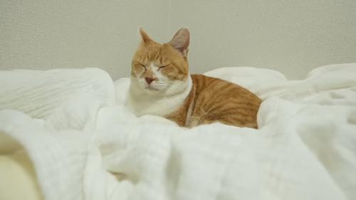 布団に乗って寝る猫