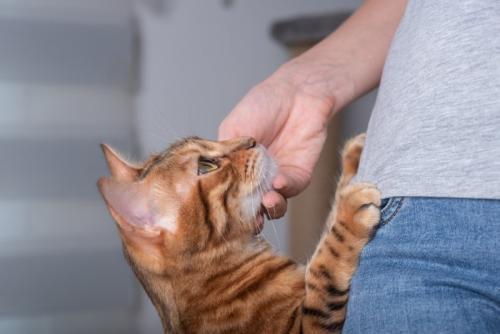 飼い主に前足をかける猫