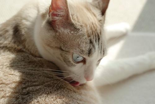 グルーミング中の猫