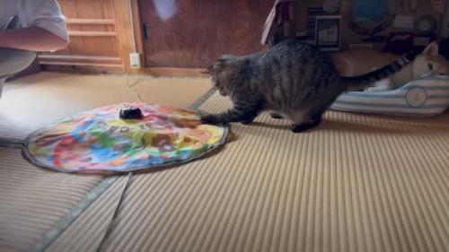 おもちゃに飛びつく猫