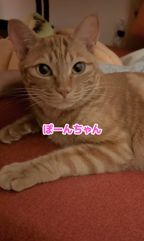 カメラ目線の猫「ぽーんちゃん」