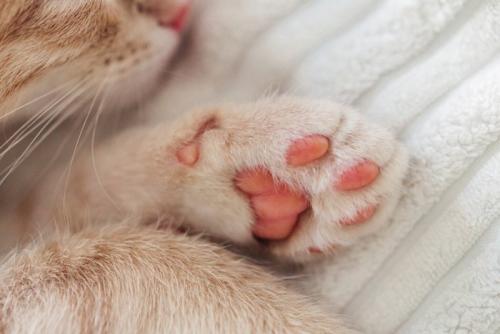 .眠る猫