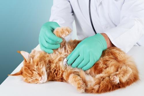 .聴診器をあてられる猫