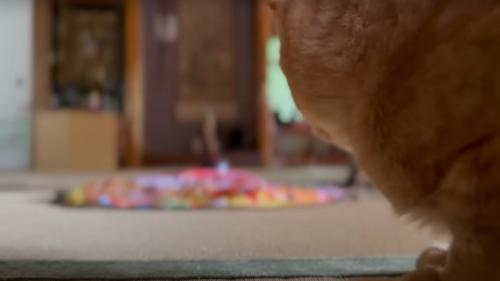 おもちゃで遊ぶ猫を見る猫