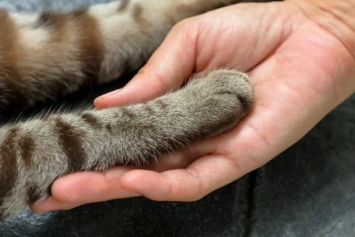 猫の足を握る人