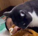 赤ちゃんの隣にやってきた猫