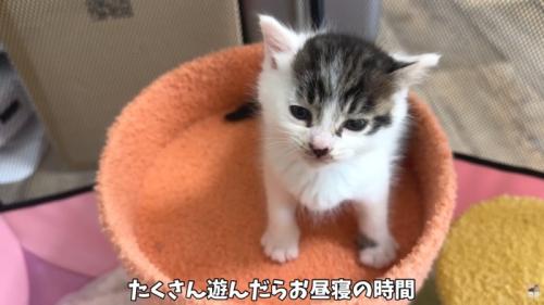 テロップ「たくさん遊んだら～」