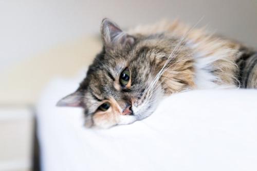 悲しそうな表情の猫