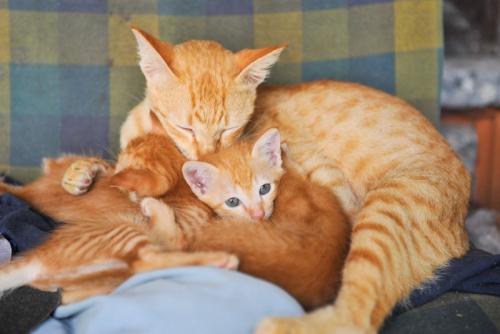 母子猫