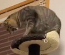 キャットタワーの頂上から子猫を見下ろす姉猫