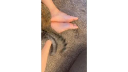 猫の尻尾