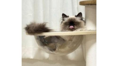 キャットタワーにいる猫