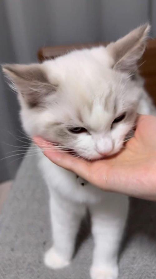 女性の手の上にあったおやつを食べる猫