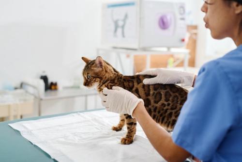 受診する猫