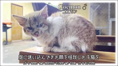 テロップ「庭に迷い込んできた～」