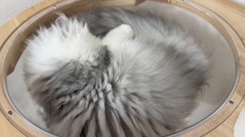 眠るしろがね丸くん