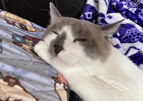 布団の上でくつろぐ白グレー猫