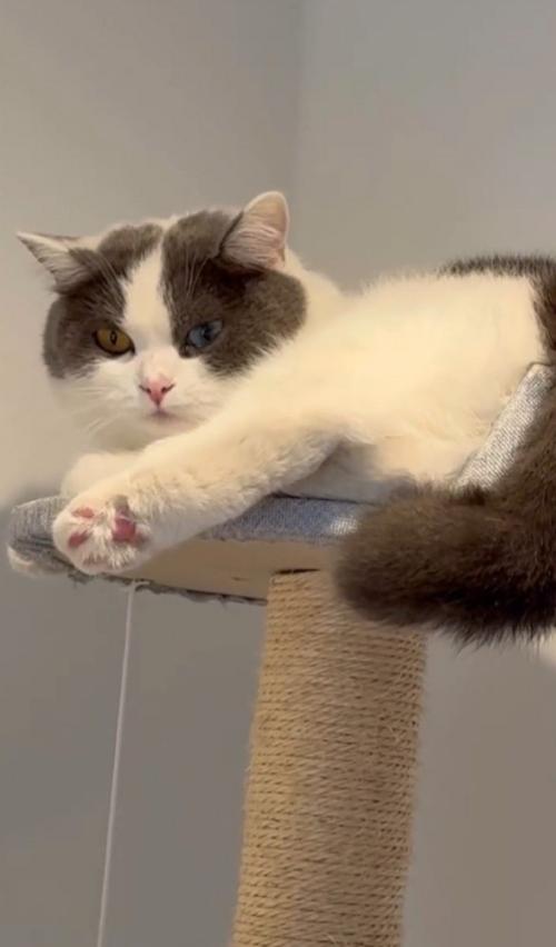 タワーにいる猫