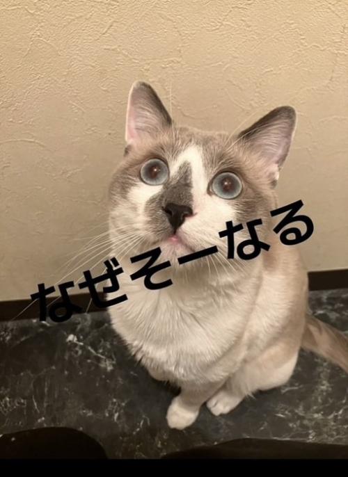 床に座って上目遣いの白グレー猫