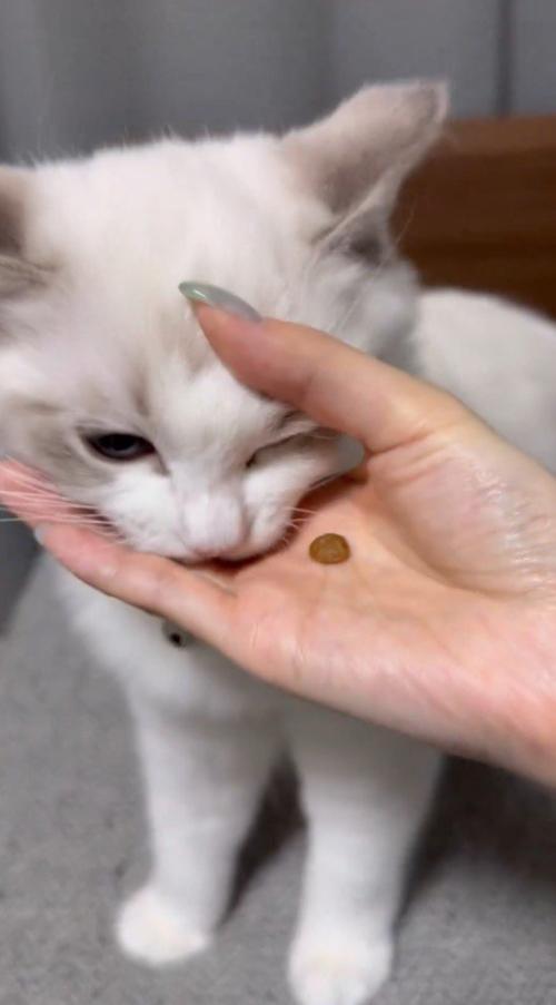 女性の指の輪に顔を押し当てて、輪をほどく猫