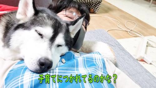 人にくっつく犬