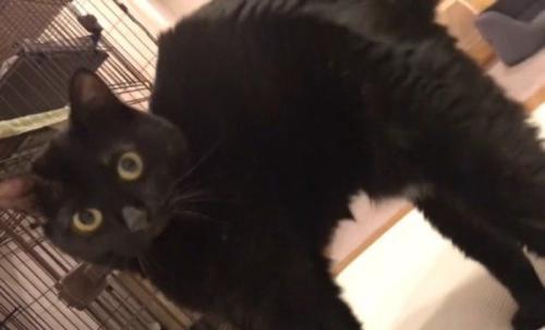 背を丸める猫