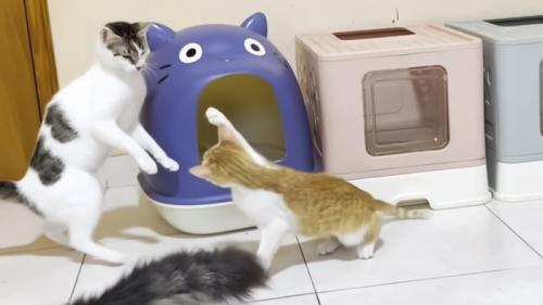 右前足を振り上げる子猫