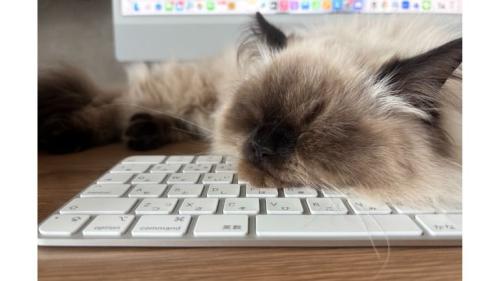 寝ている猫