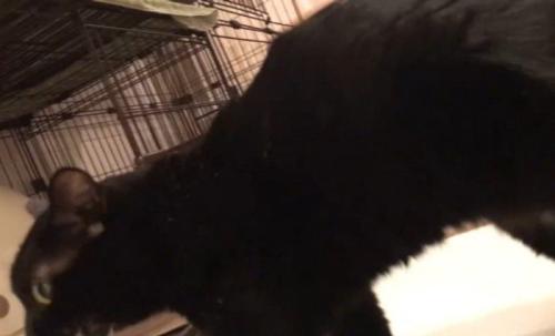 歩き出す猫