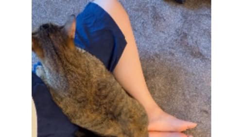 膝に乗る猫たち