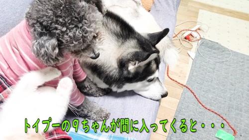 並んで座る2匹の犬