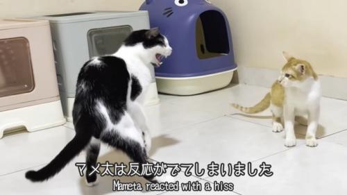 テロップ「マメ太は反応が～」