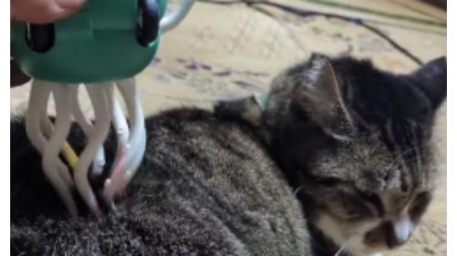 くつろいでいた猫