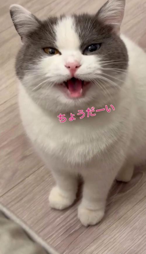 「ちょうだーい」と書かれている