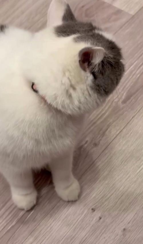 後ろを振り向く猫
