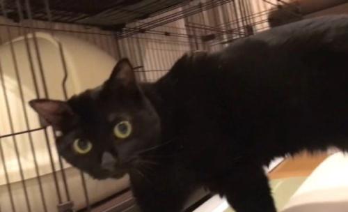 振り返る猫