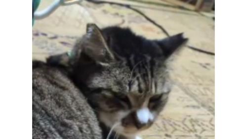 猫の顔