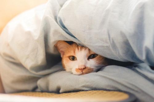 布団にもぐる猫