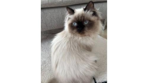 室内にいる猫