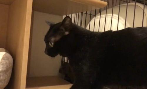 前を向く猫
