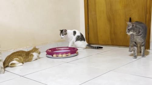 3匹の猫ちゃん