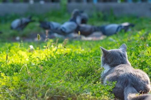 鳩を狙う猫