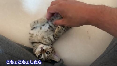 タロちゃん